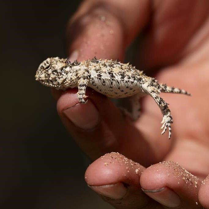 New endangered listing for rare lizard could slow oil and gas drilling in New Mexico and West Texas